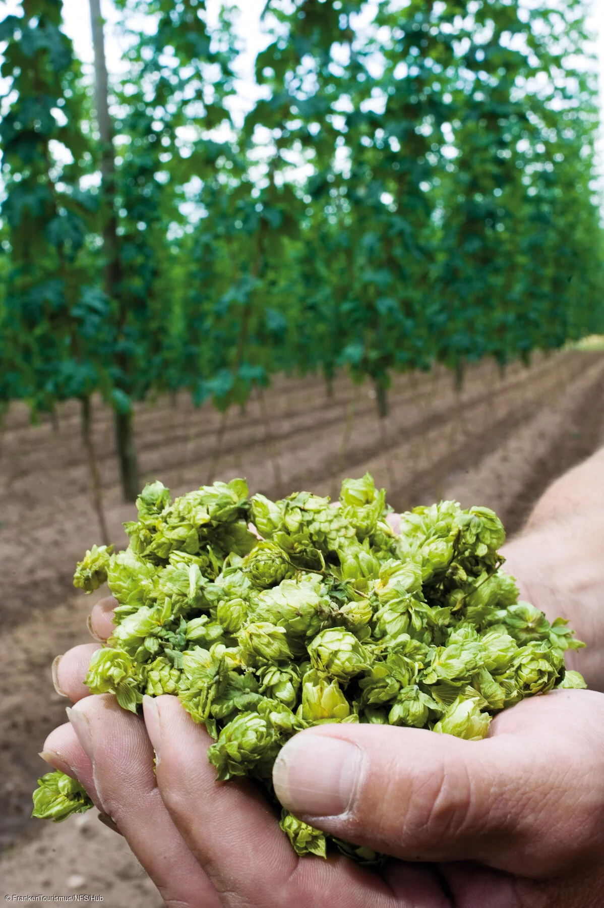 Hopfen vom Feld