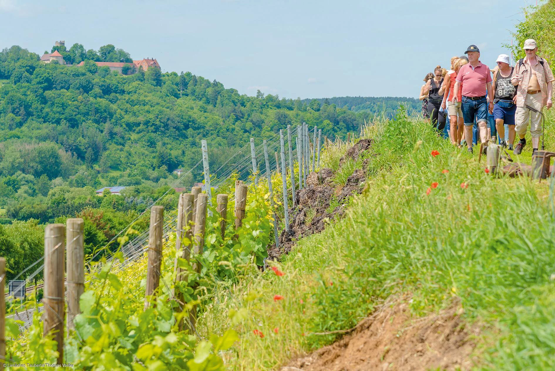Wanderer auf dem Tauberberg bei Markelsheim