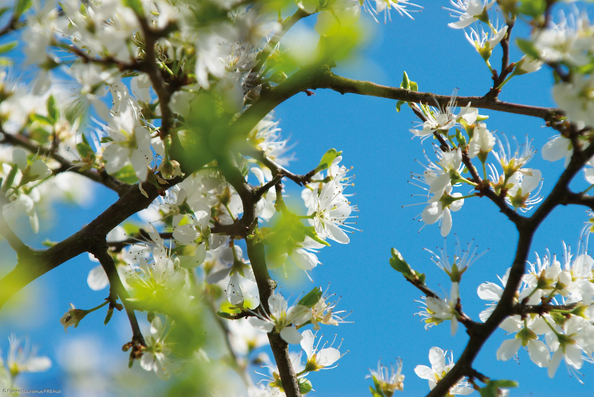 Kirschblüte