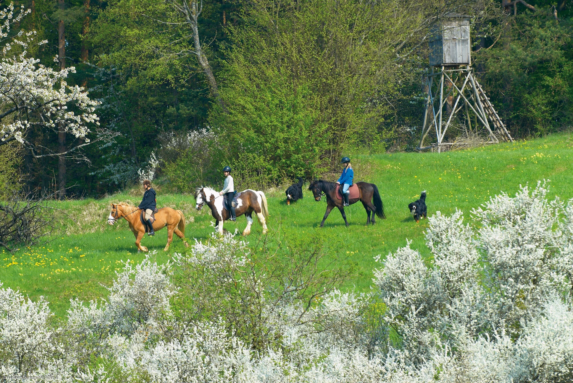 Reitbilder rund um Gößweinstein