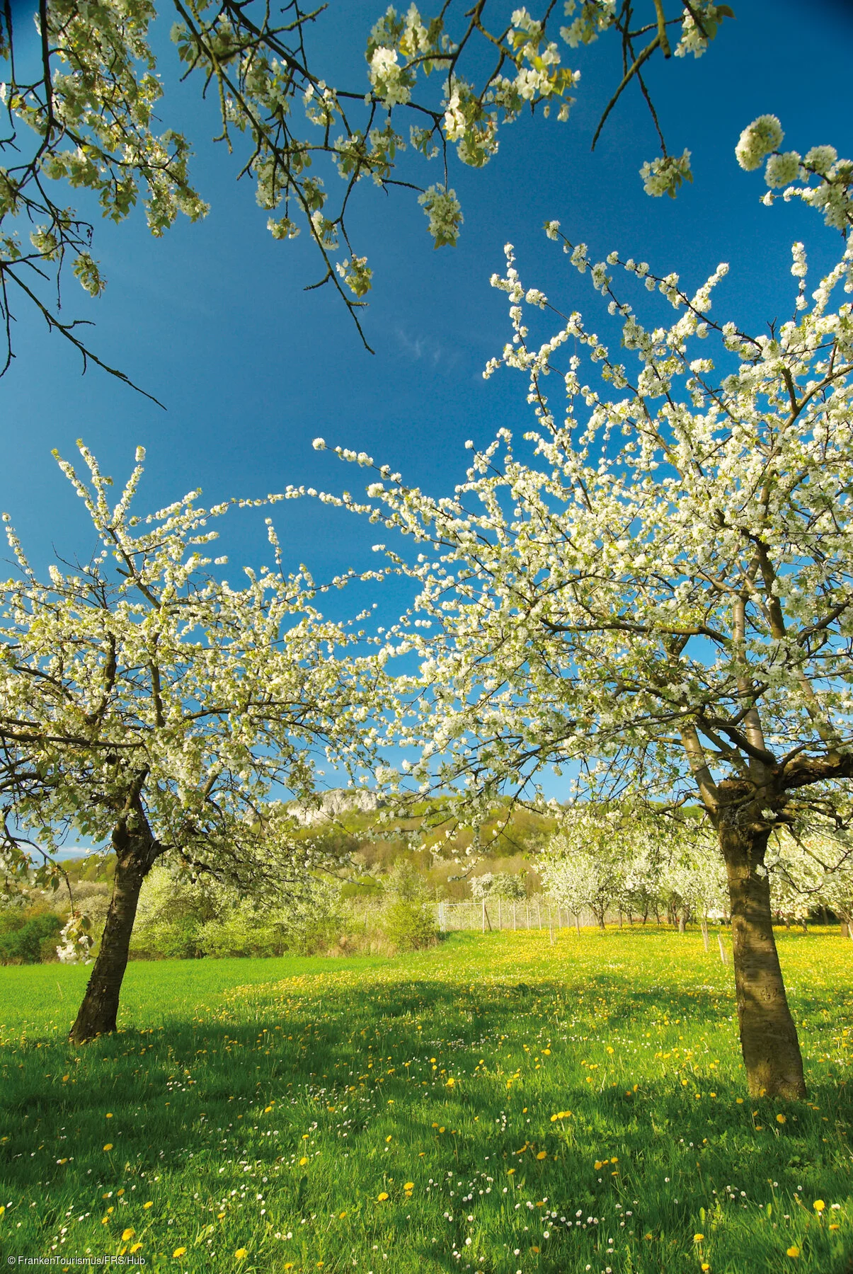 Kirschbäume am Fuße des Walberla-Plateaus