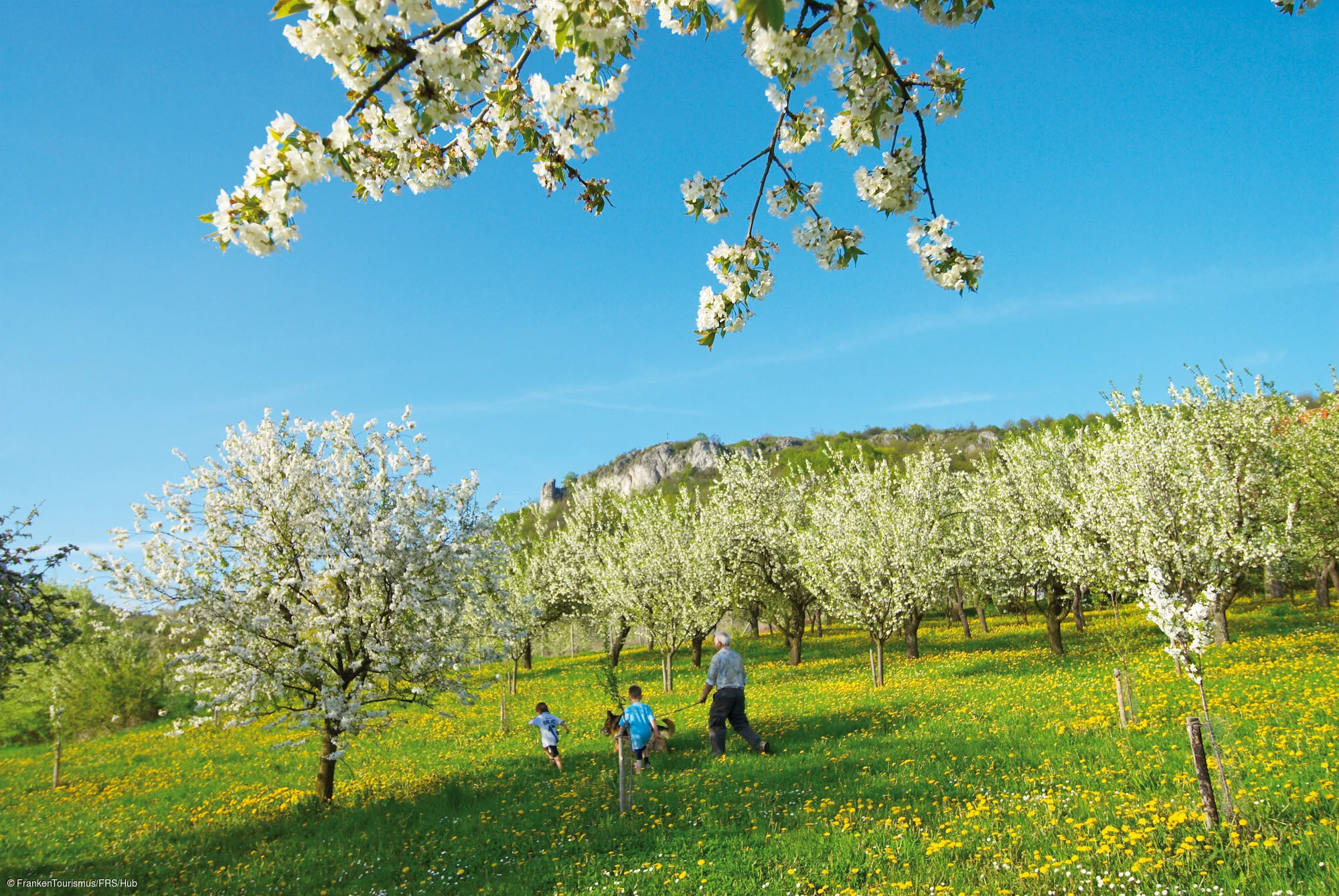 Kirschbäume am Fuße des Walberla-Plateaus