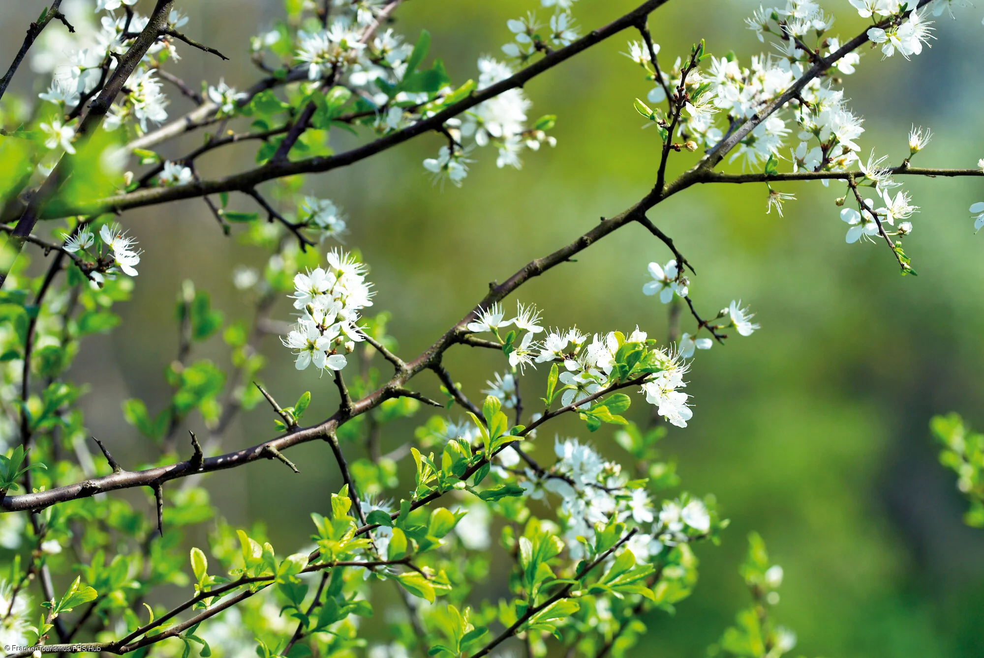 Kirschblüte