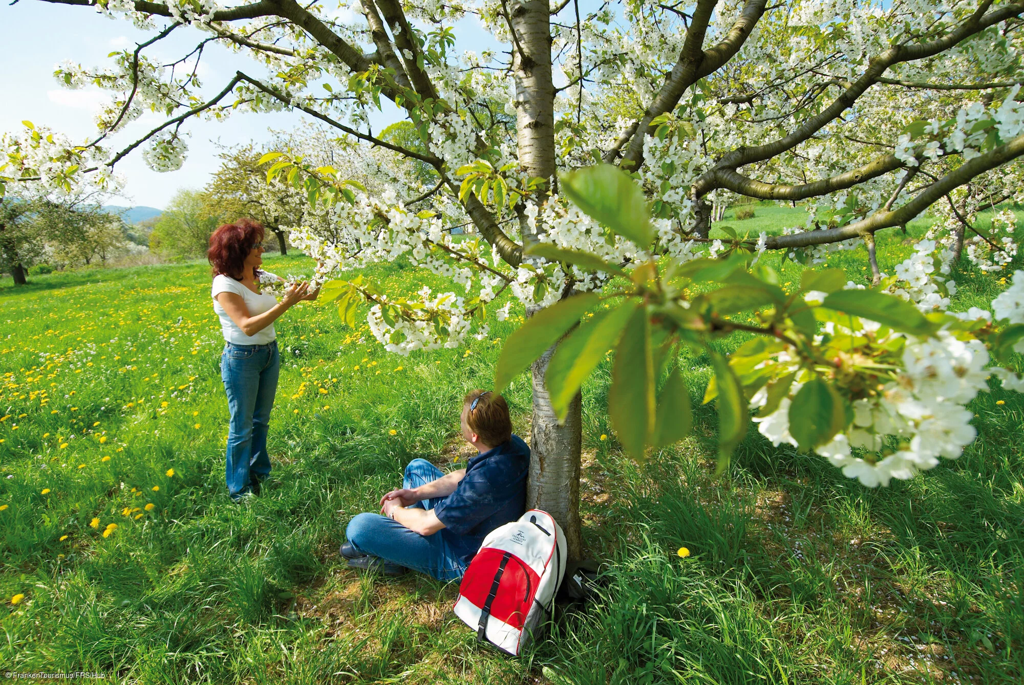 Kirschbaumplantagen