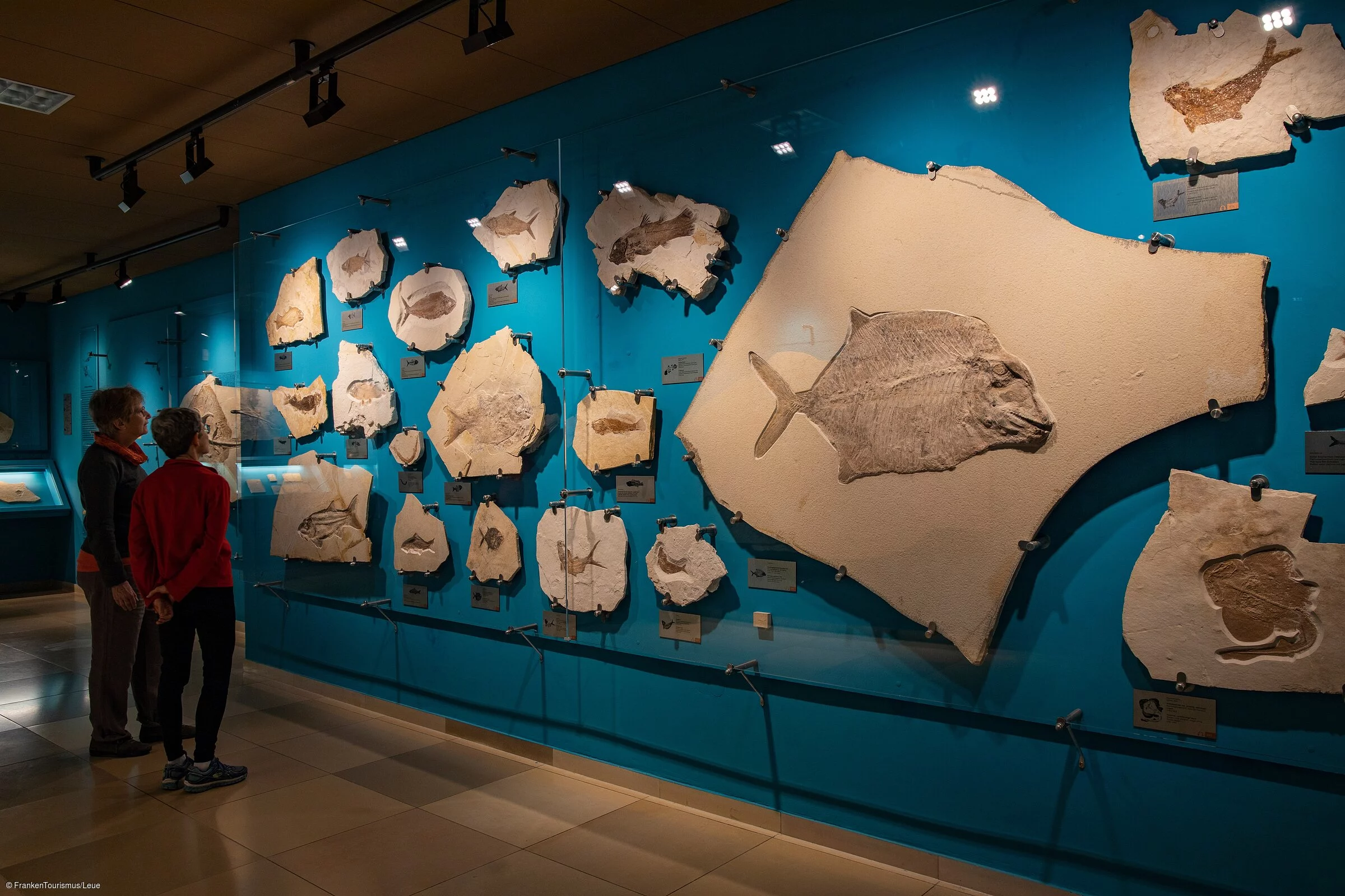 Fossilienausstellung im Bürgermeister-Müller-Museum