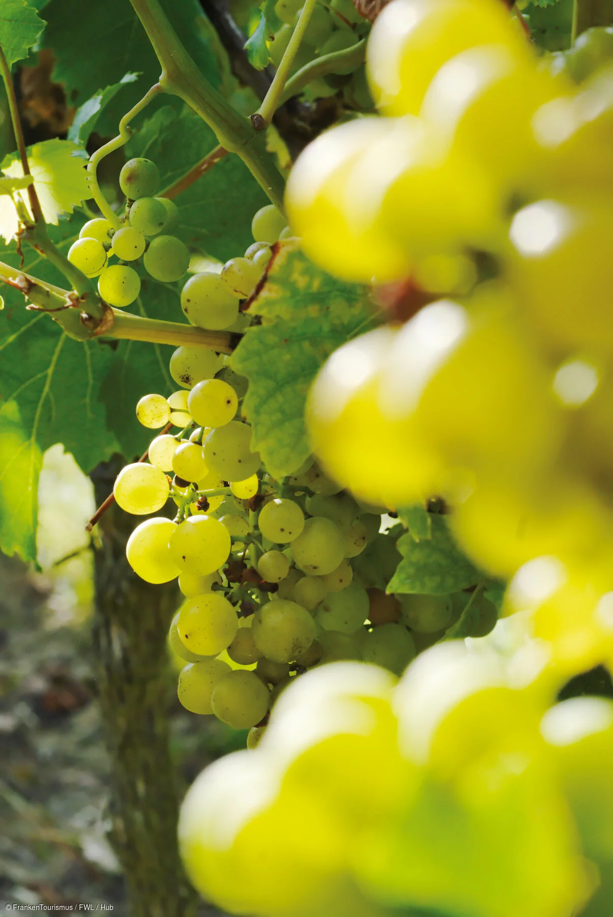 Weinreben, Münsterschwarzach