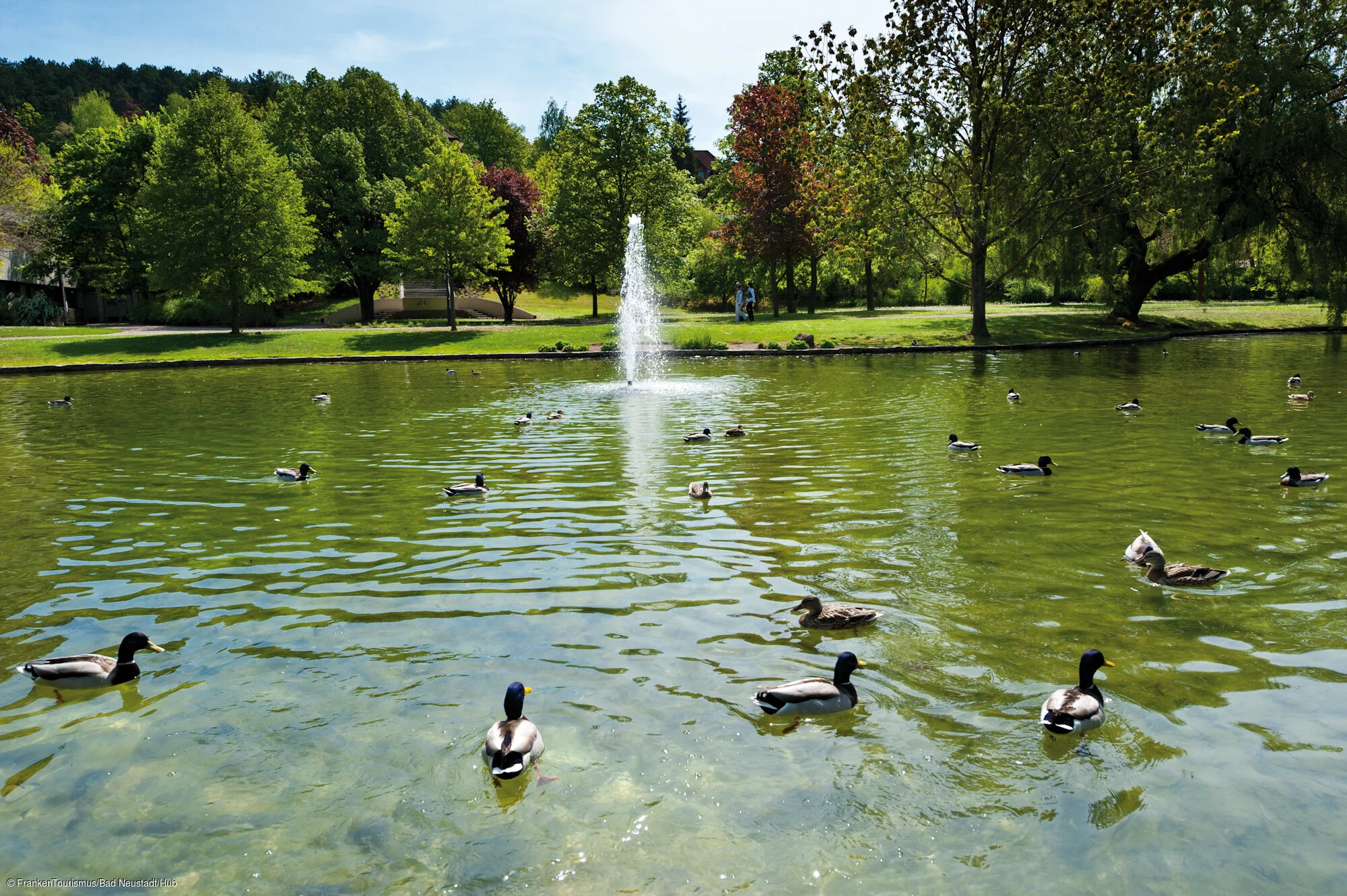 Ententeich im Kurpark