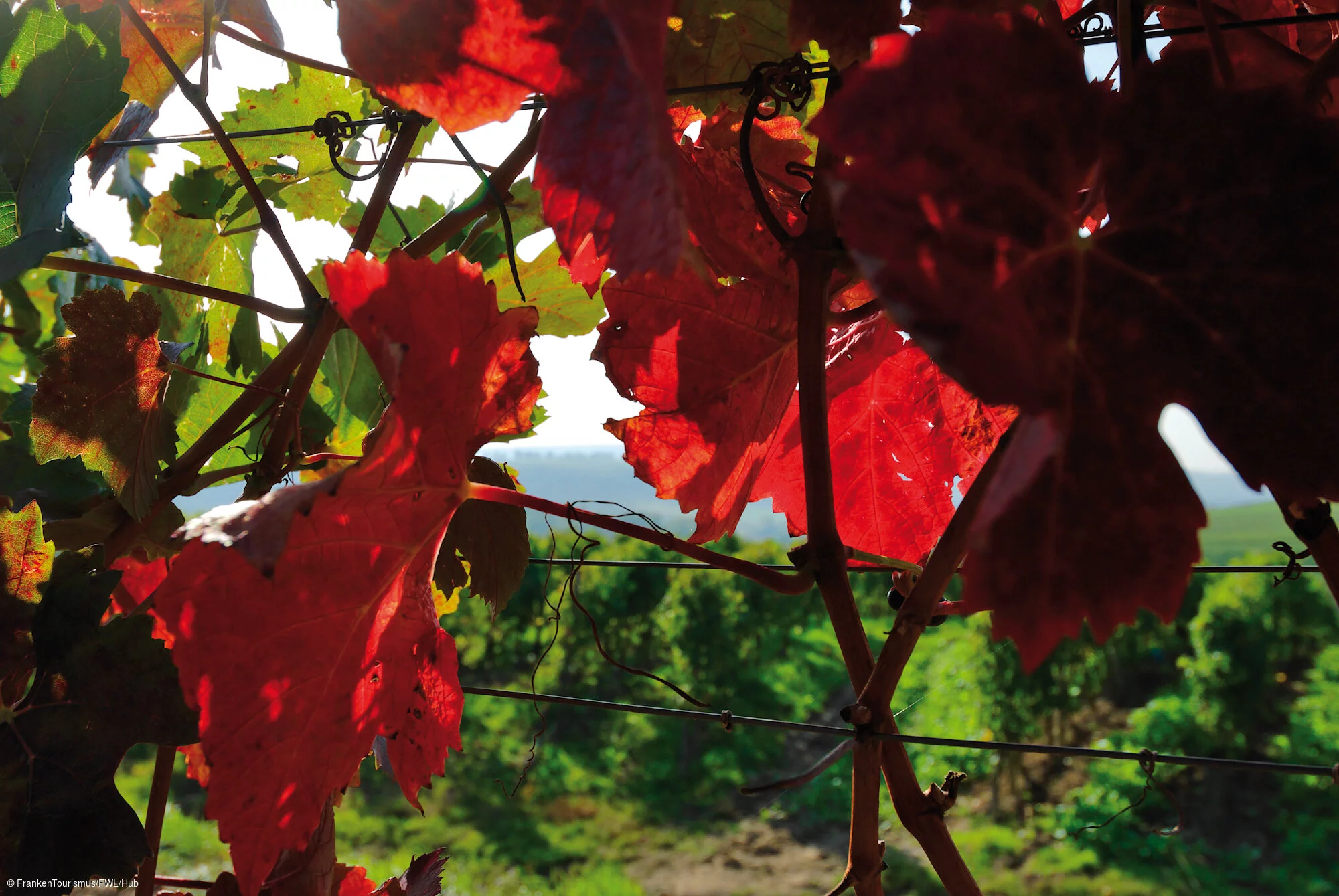 Herbststimmung in den Weinbergen