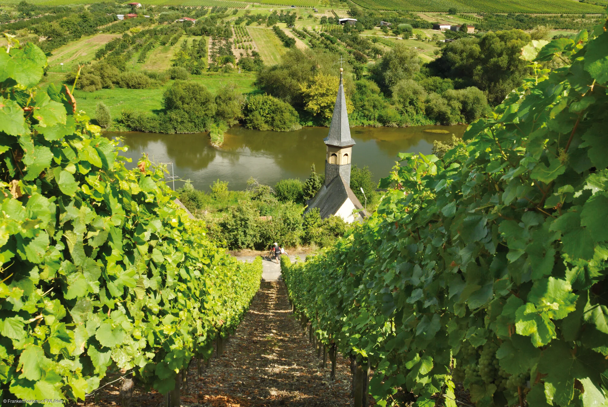 Weinberge und Mainschleife bei Escherndorf