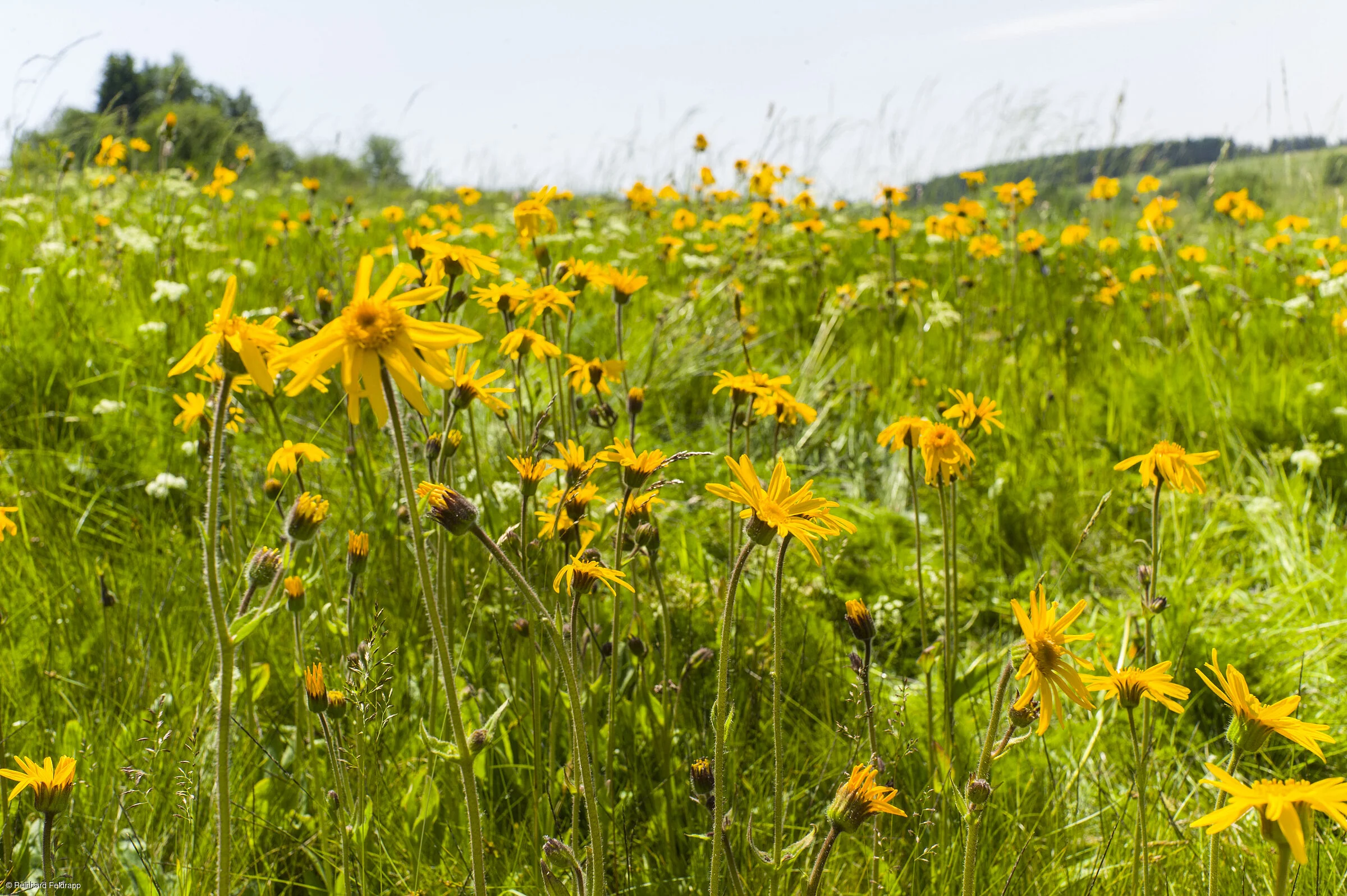 Teuschnitz im Frankenwald ist die Arnikastadt in Franken. Auf den Wiesen der Teuschnitzaue gedeihen diese wertvollen Heilpflanzen. Besondere Bodenverhältnisse und das Mittelgebirgsklima sorgen für eine einmalige Fauna und Flora dieses Naturschutzgebietes im Naturpark Frankenwald im Landkreis Kronach in Oberfranken.