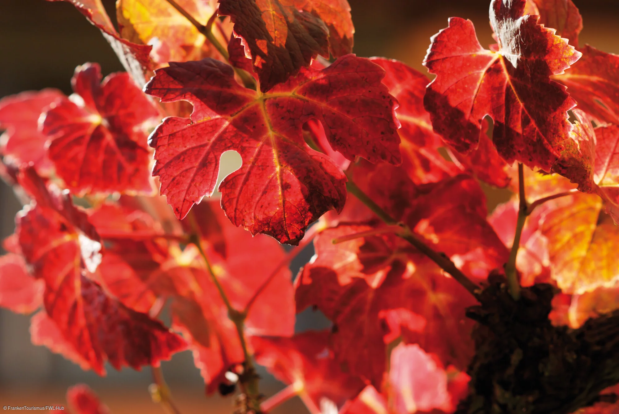 Herbstimpression Volkach