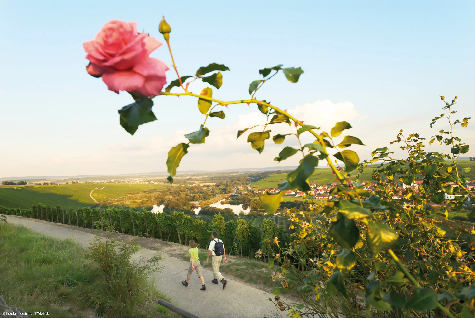 Wanderer in den Weinbergen, Rosenmotiv