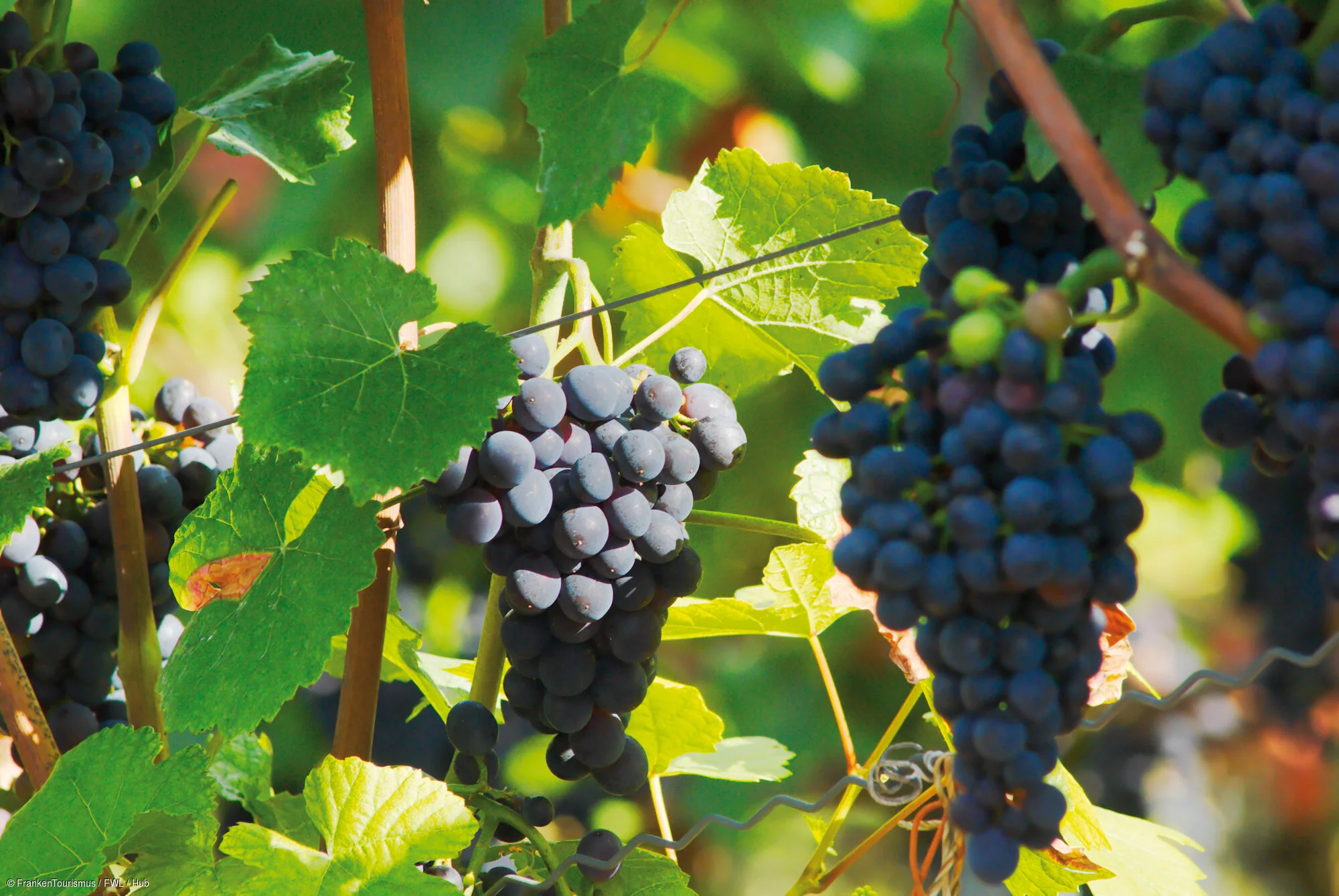 Weinreben, Münsterschwarzach