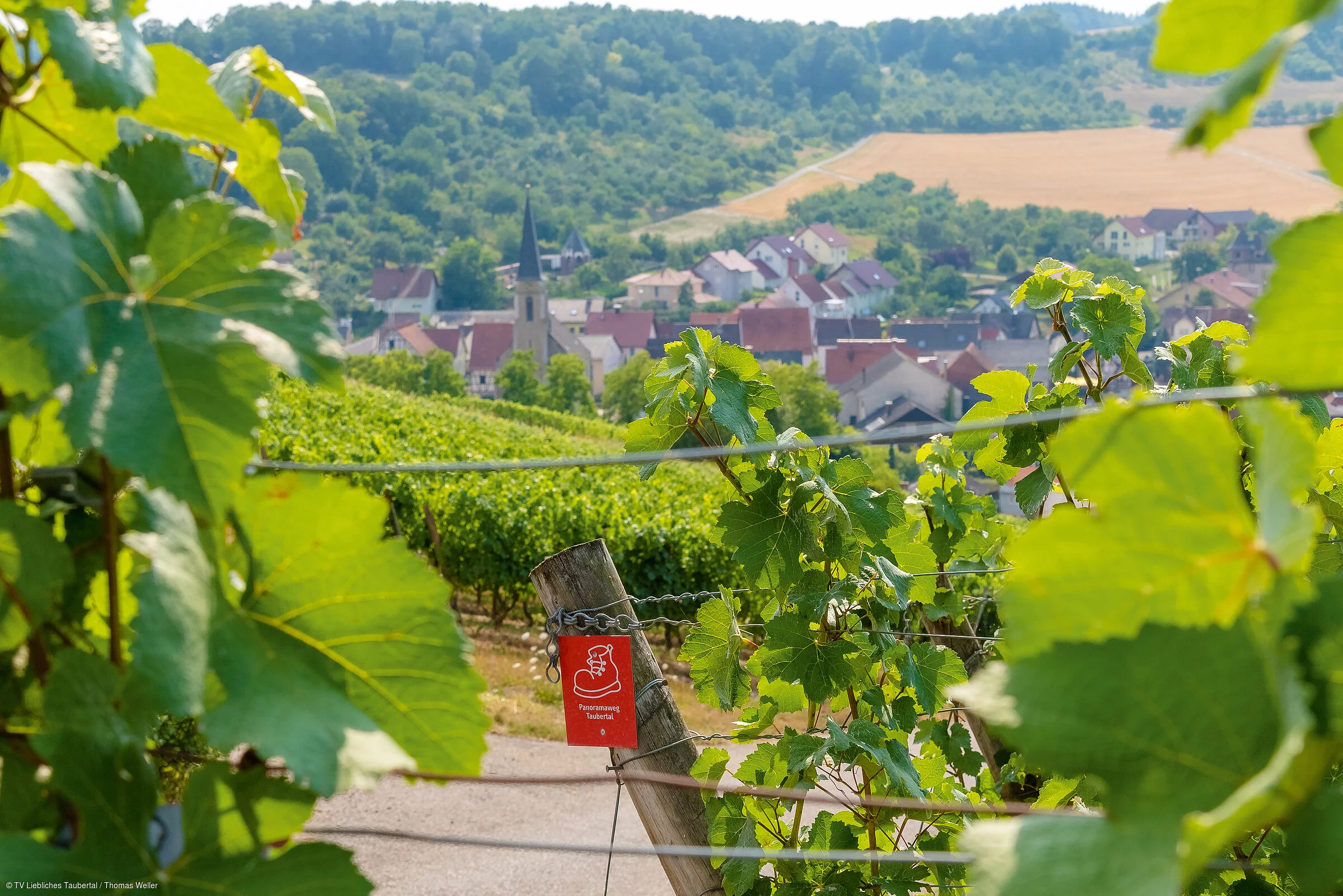 Panoramaweg Weinberge