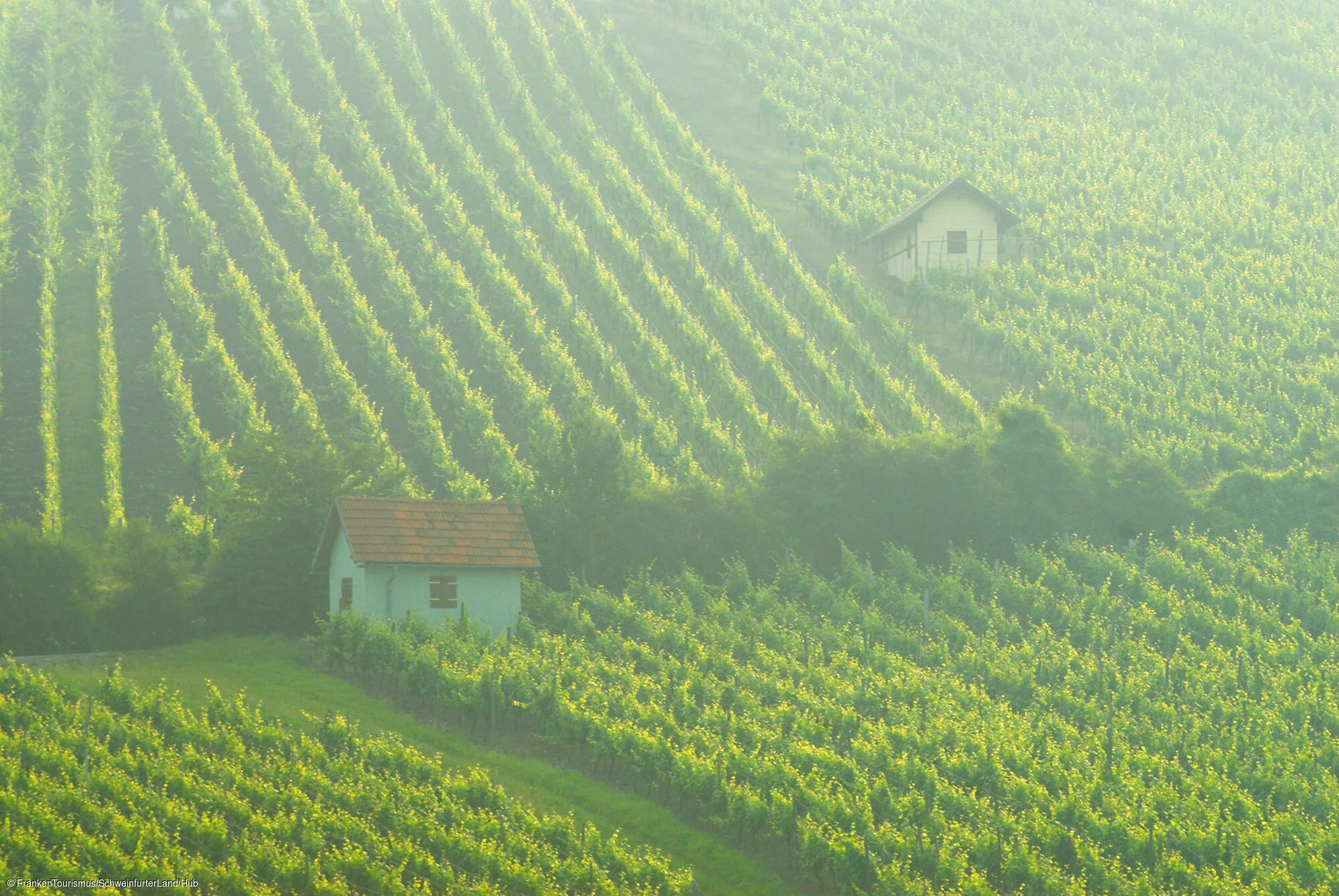 Weinberge