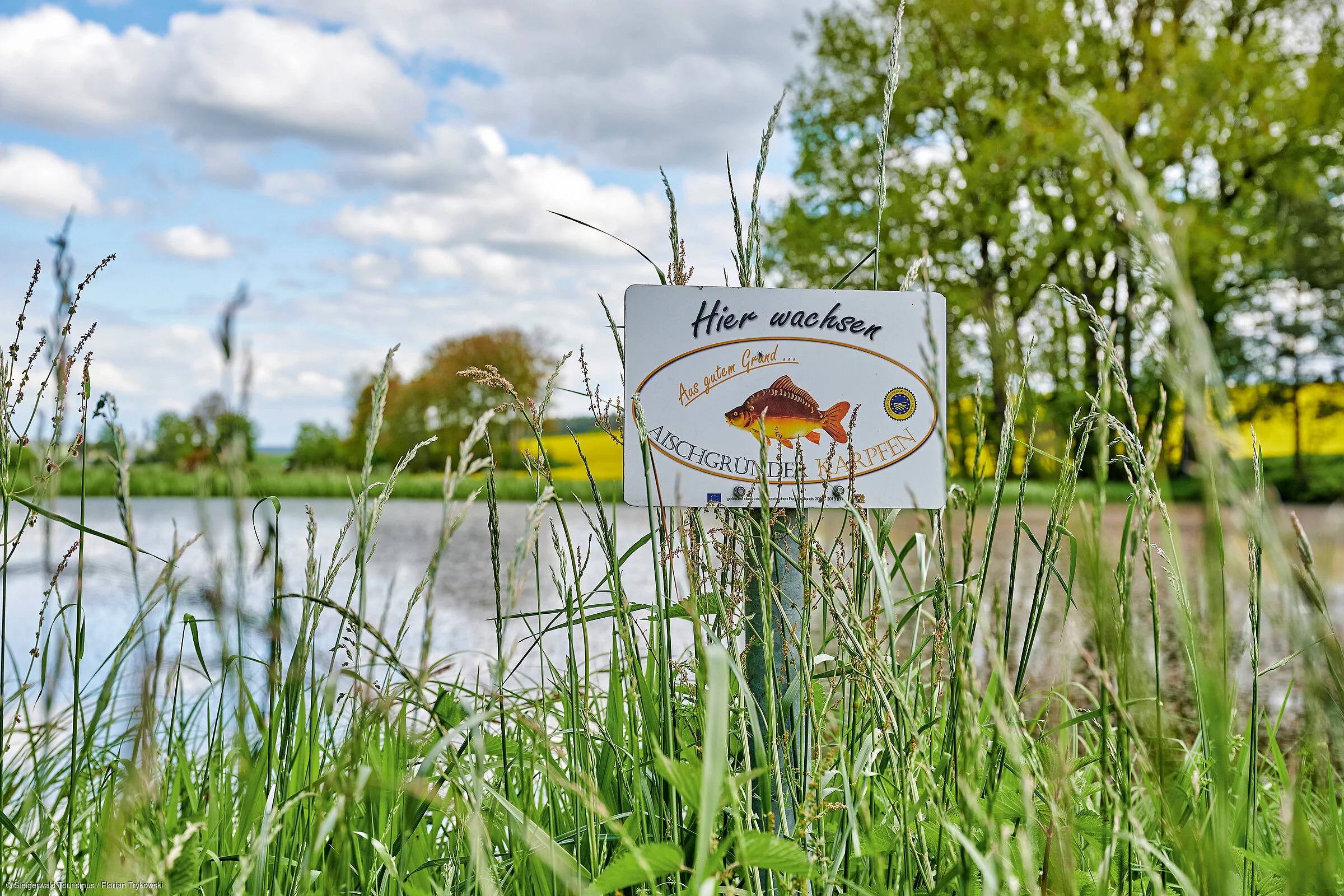 Aischgründer Karpfen