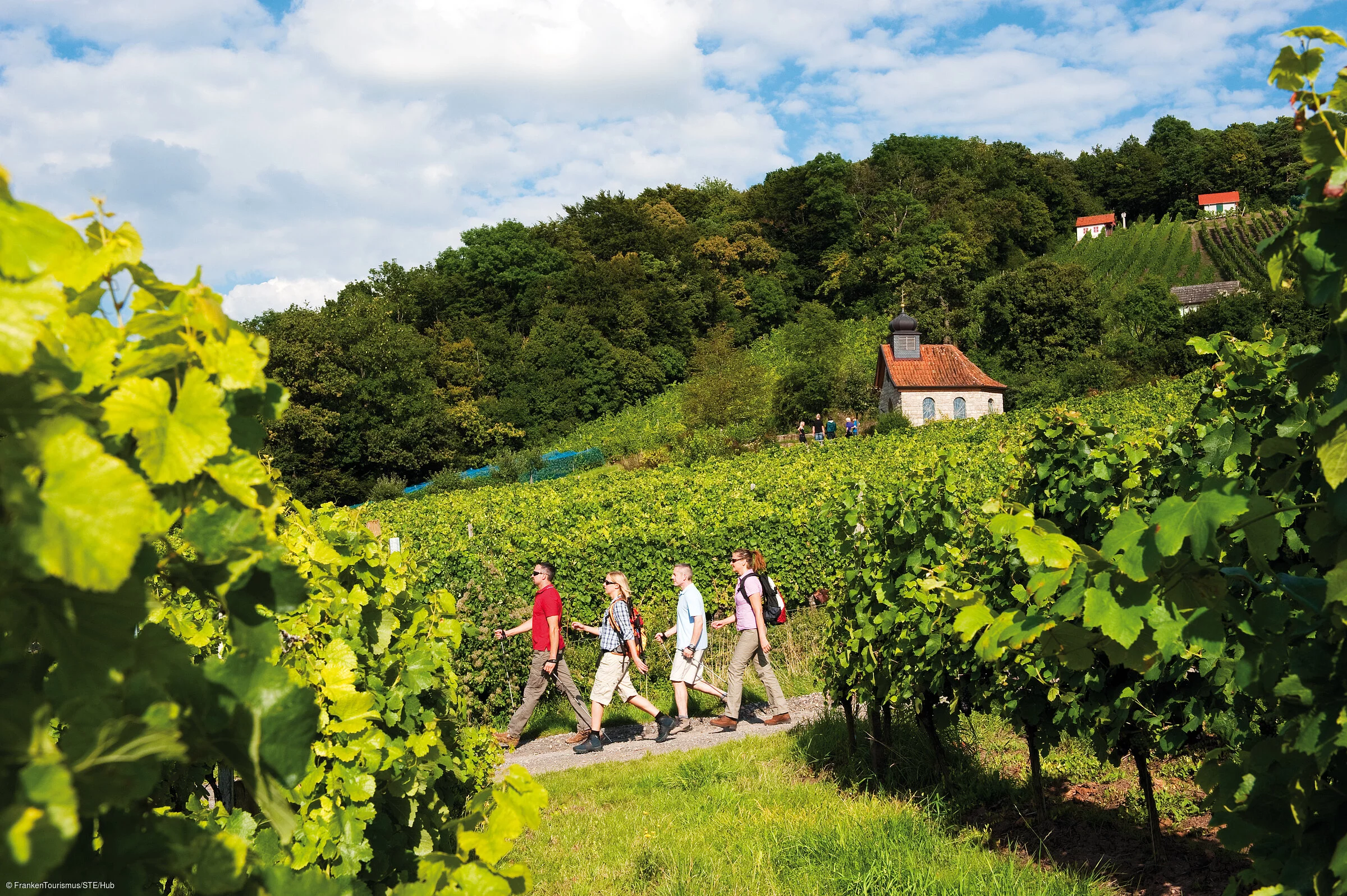 Weinberge am Falkenberg