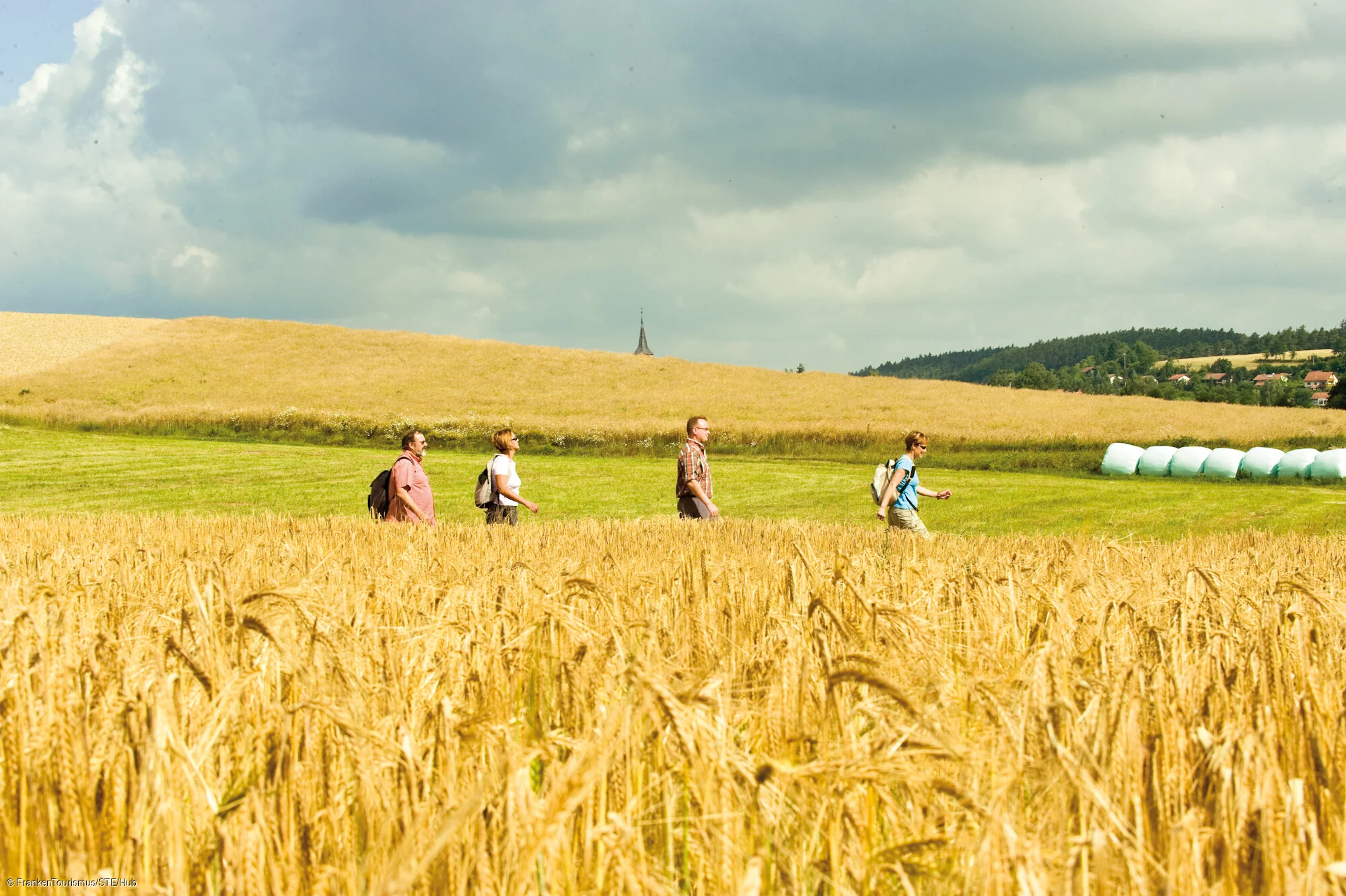 Wanderer im Weizenfeld