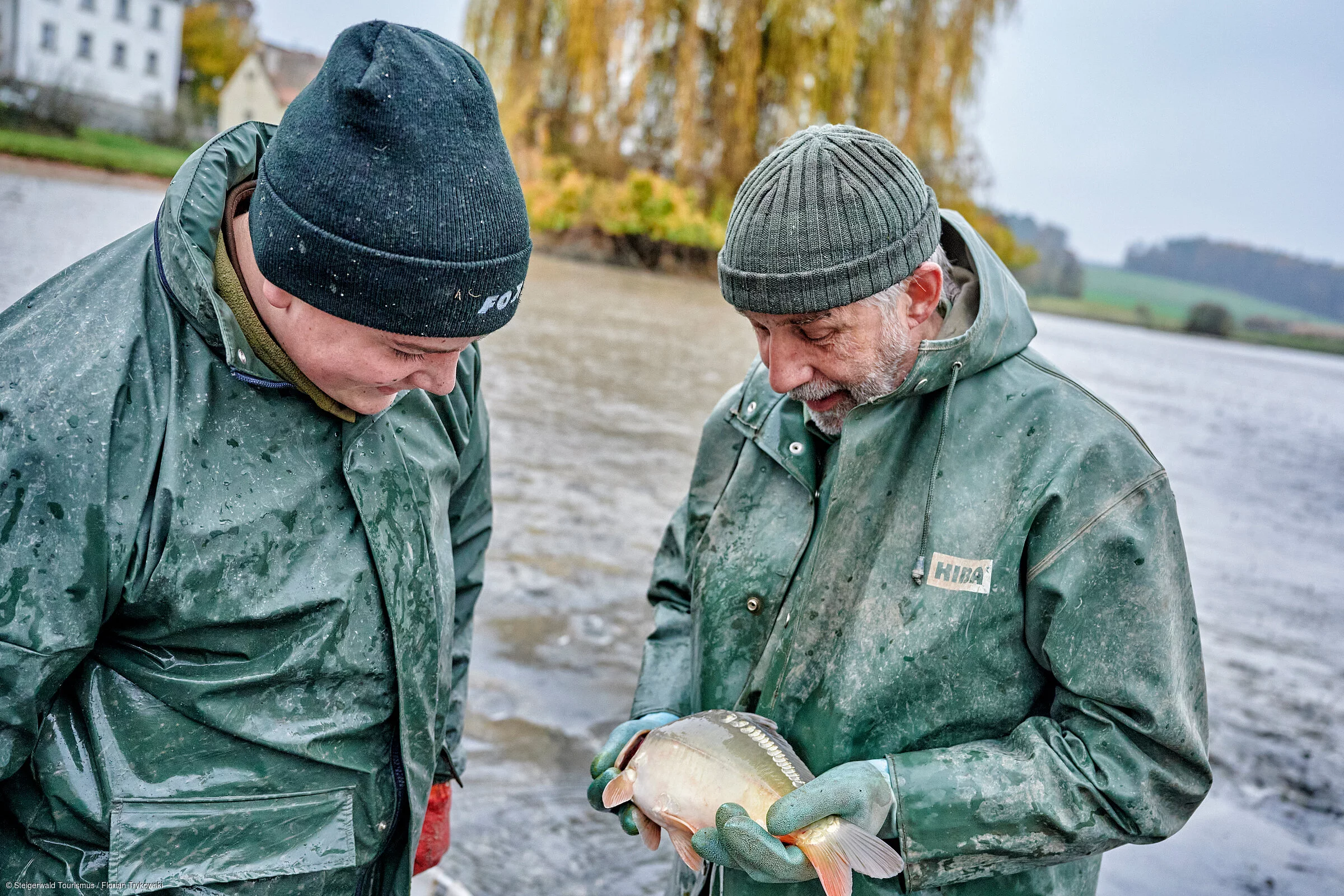 Aischgründer Karpfen abfischen