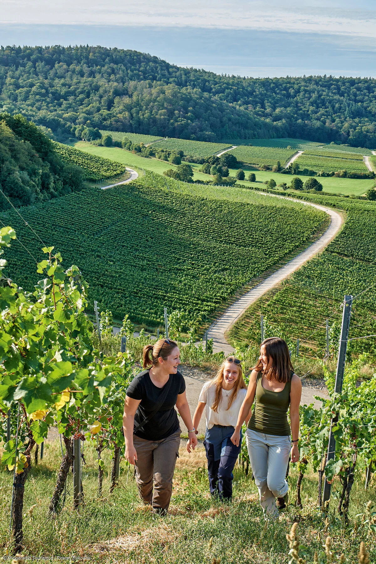 Weinbergpanorama - Weinbergwanderung