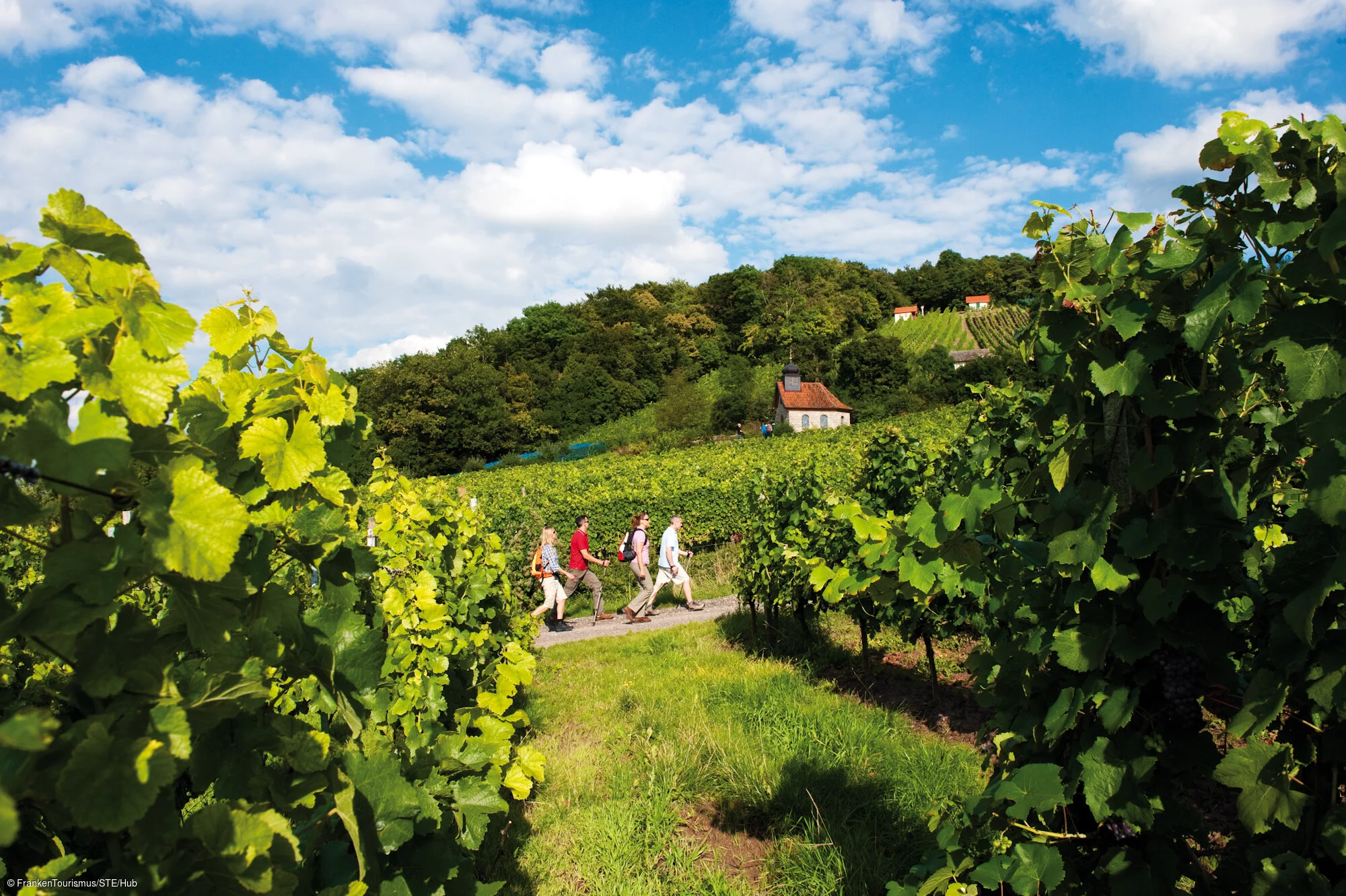 Weinberge am Falkenberg