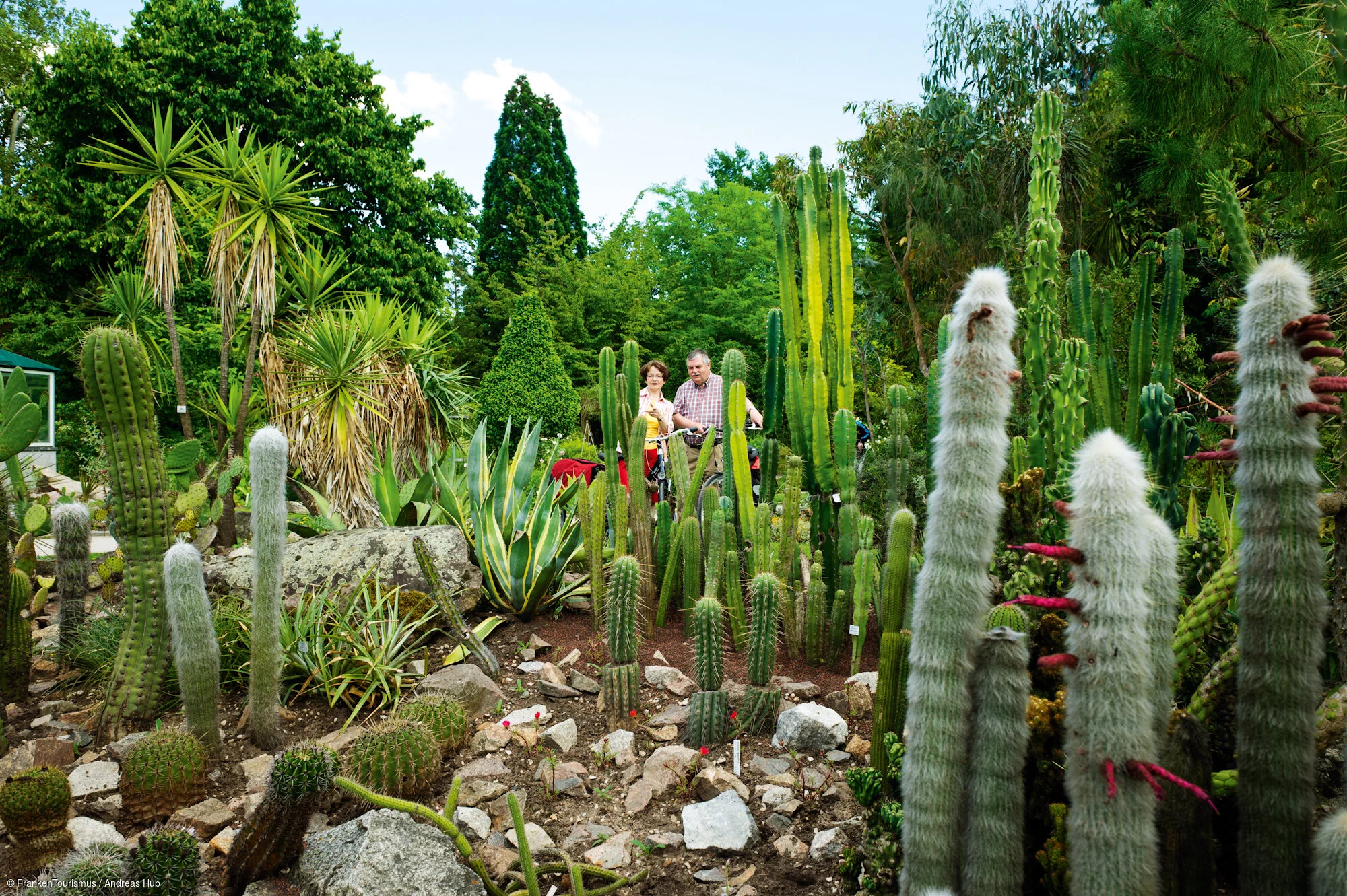 Botanischer Garten, Kakteengarten