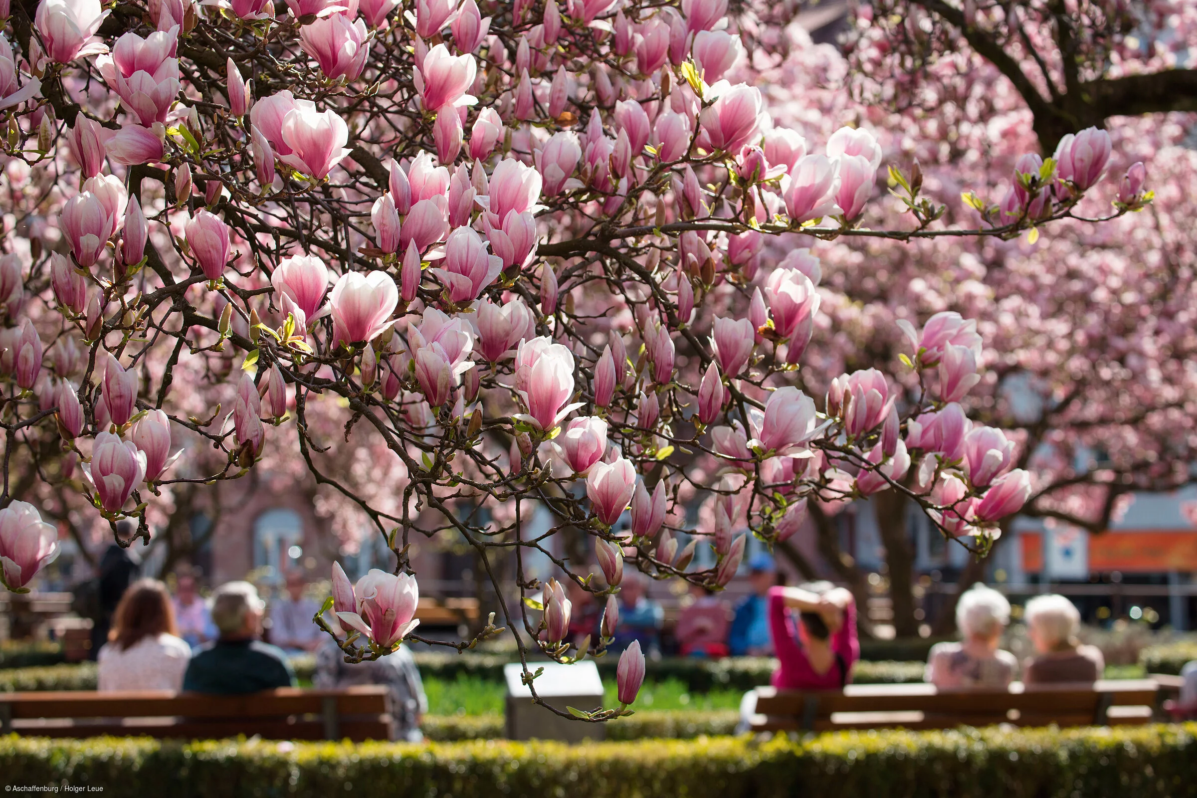 Magnolienblüten