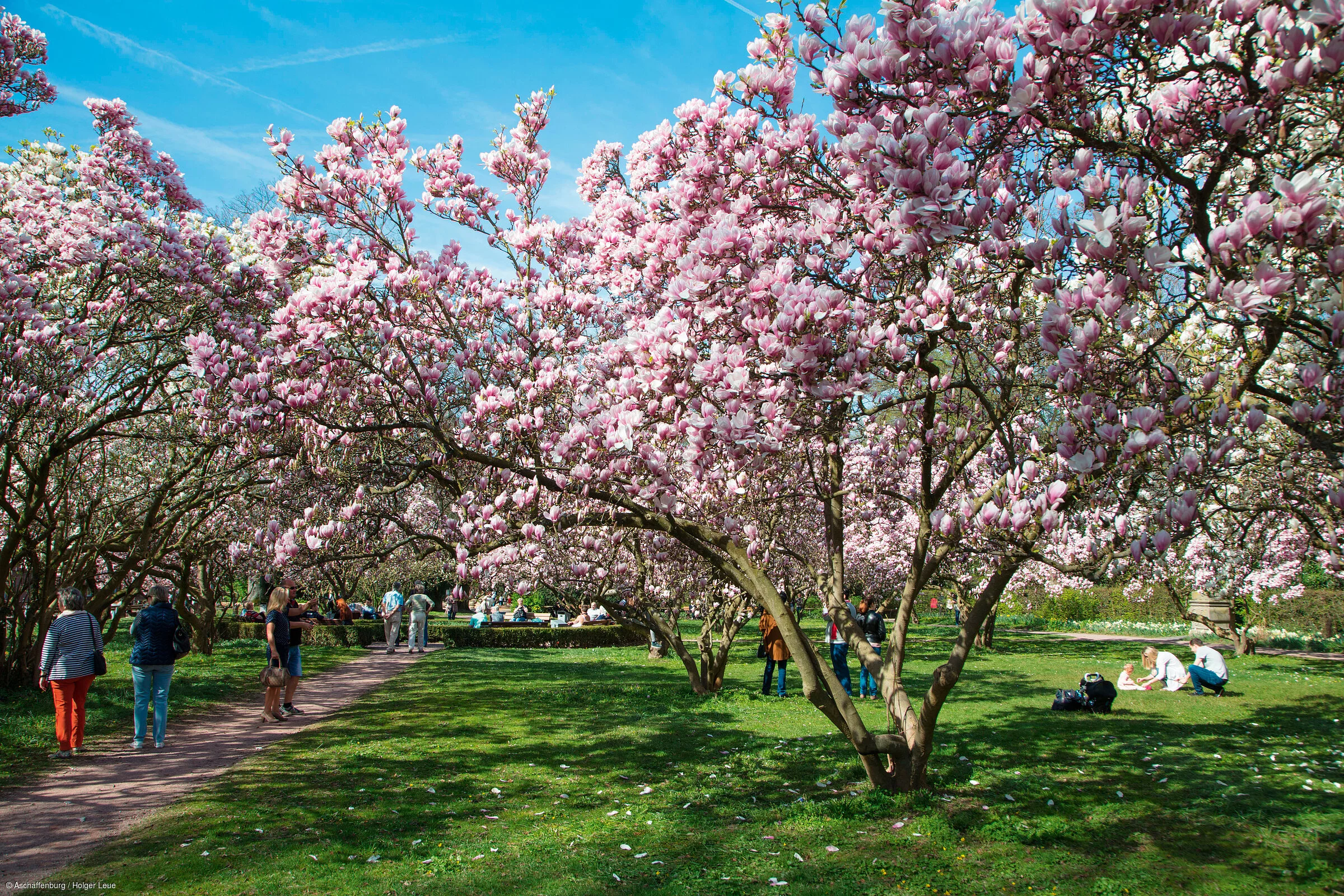 Magnolienblüten