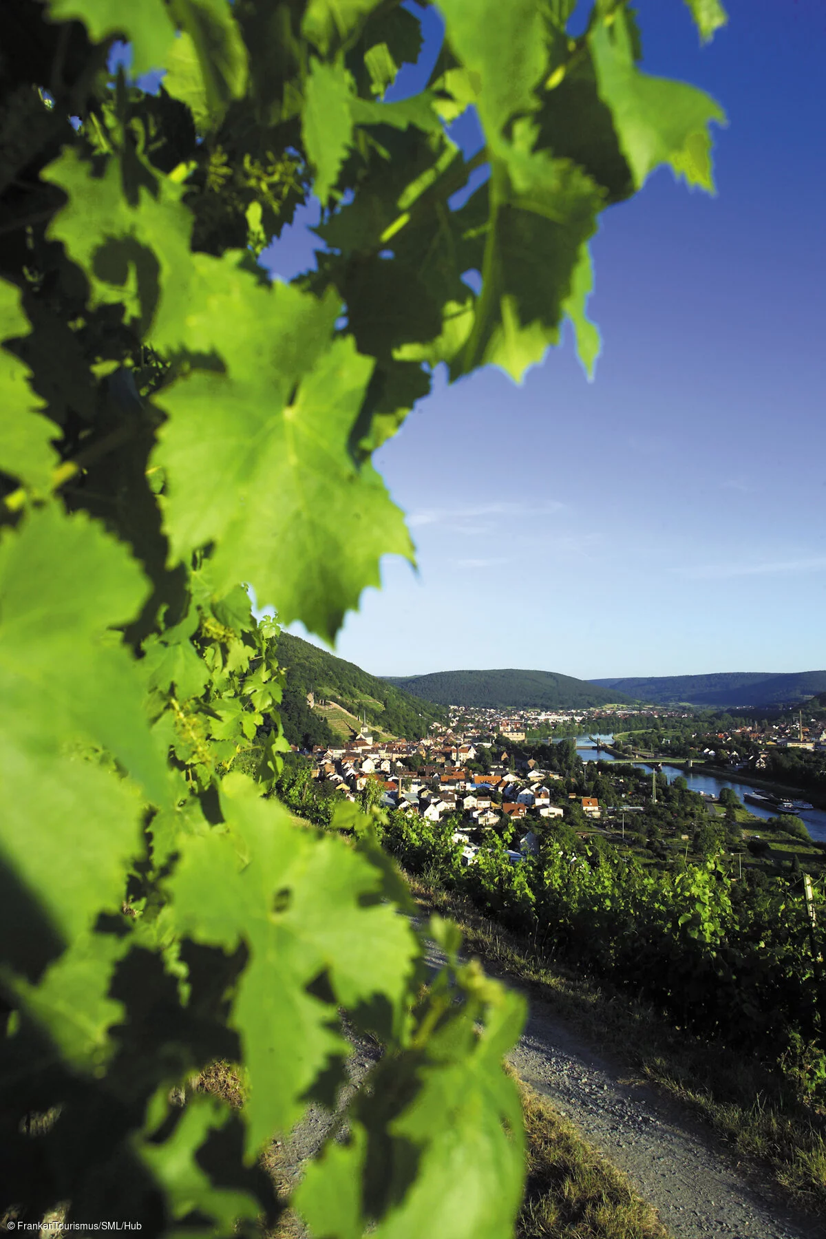 Weinberge bei Klingenberg