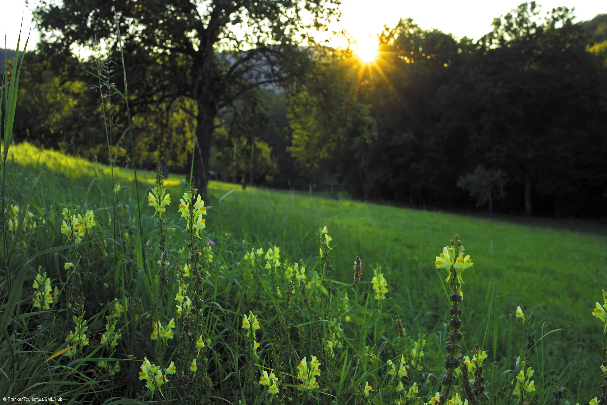 Waldlandschaft, OT Niedersteinbach
