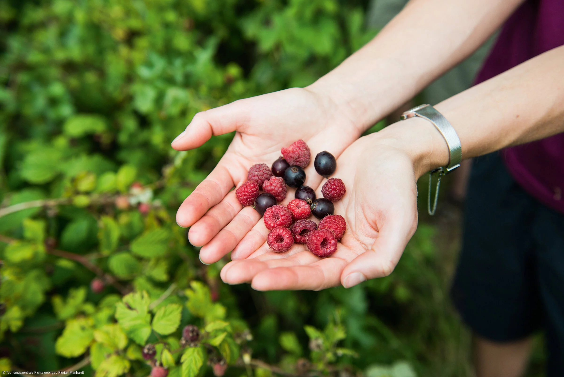 Beeren Natur