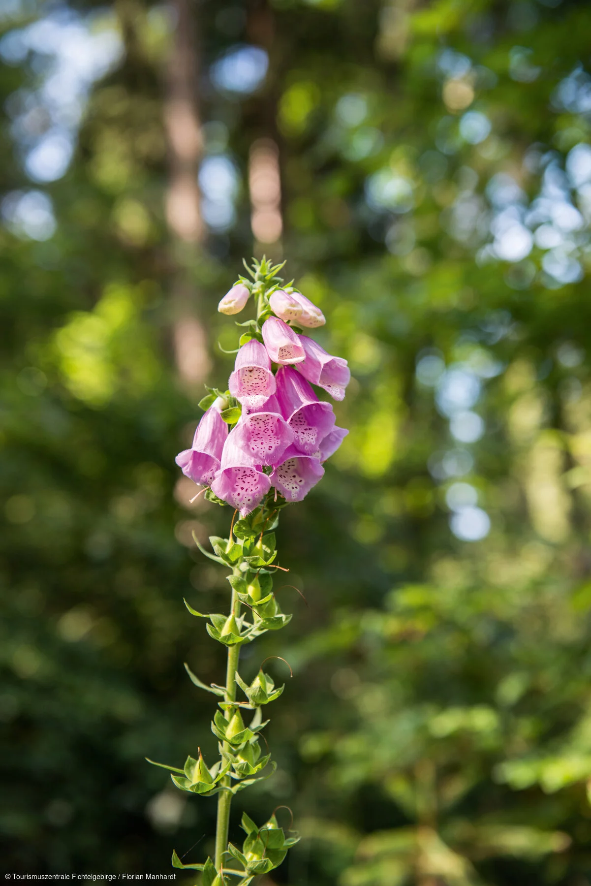 Fingerhut Natur