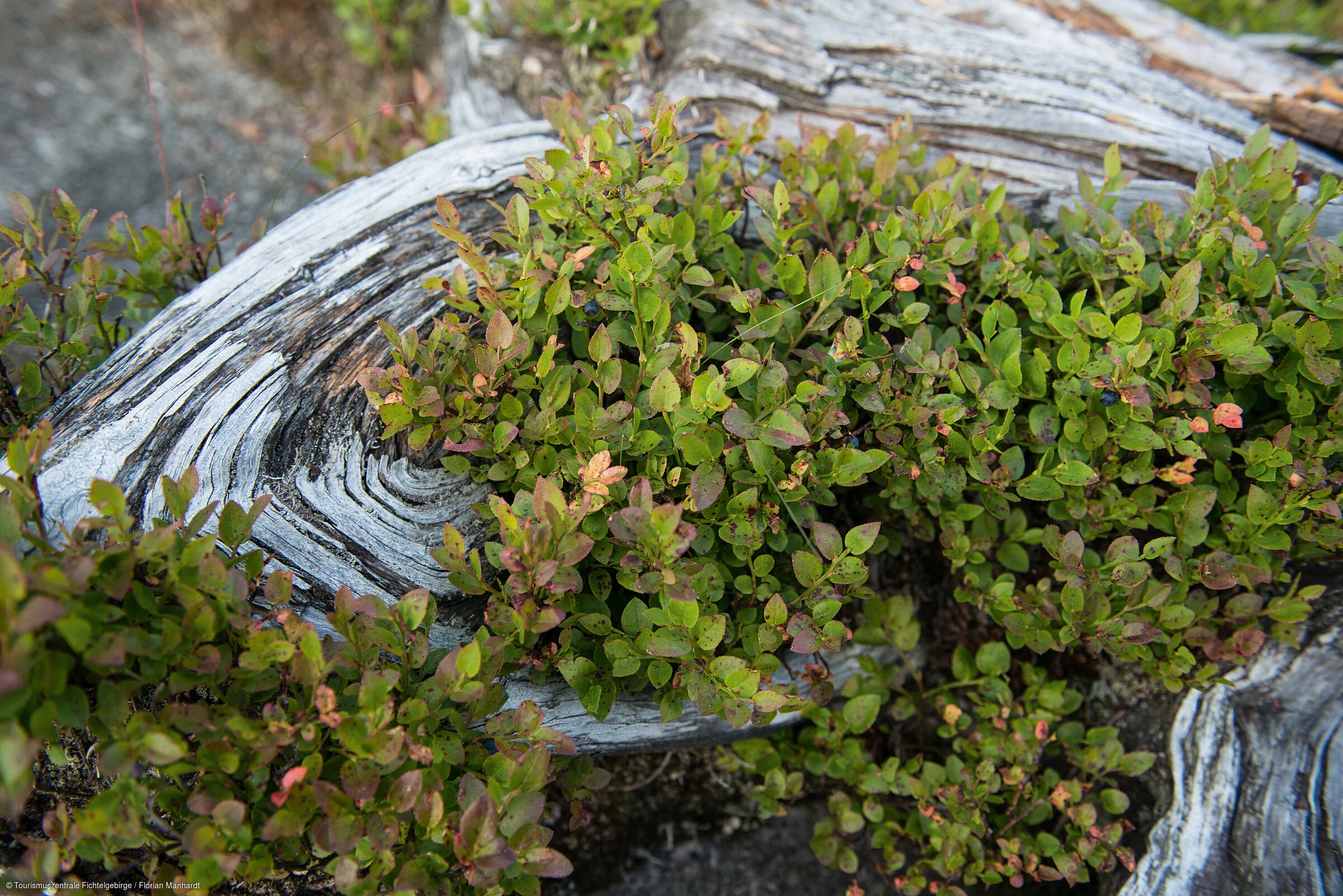 bewachsene Baumwurzeln