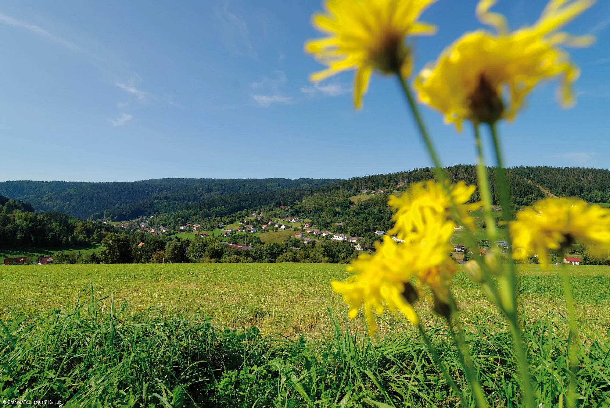 Sommerwiese im Fichtelgebirge