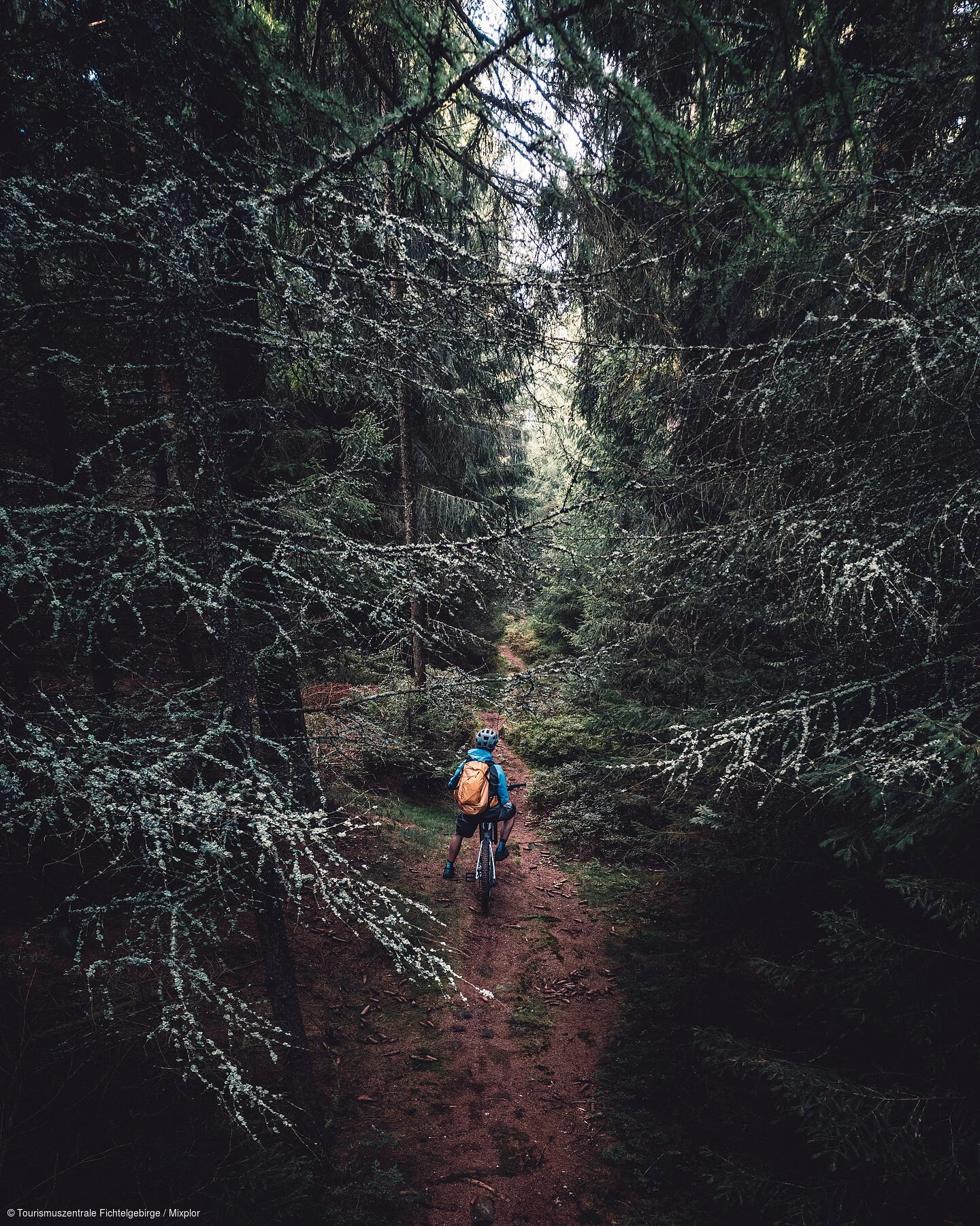 Radfahren Wald