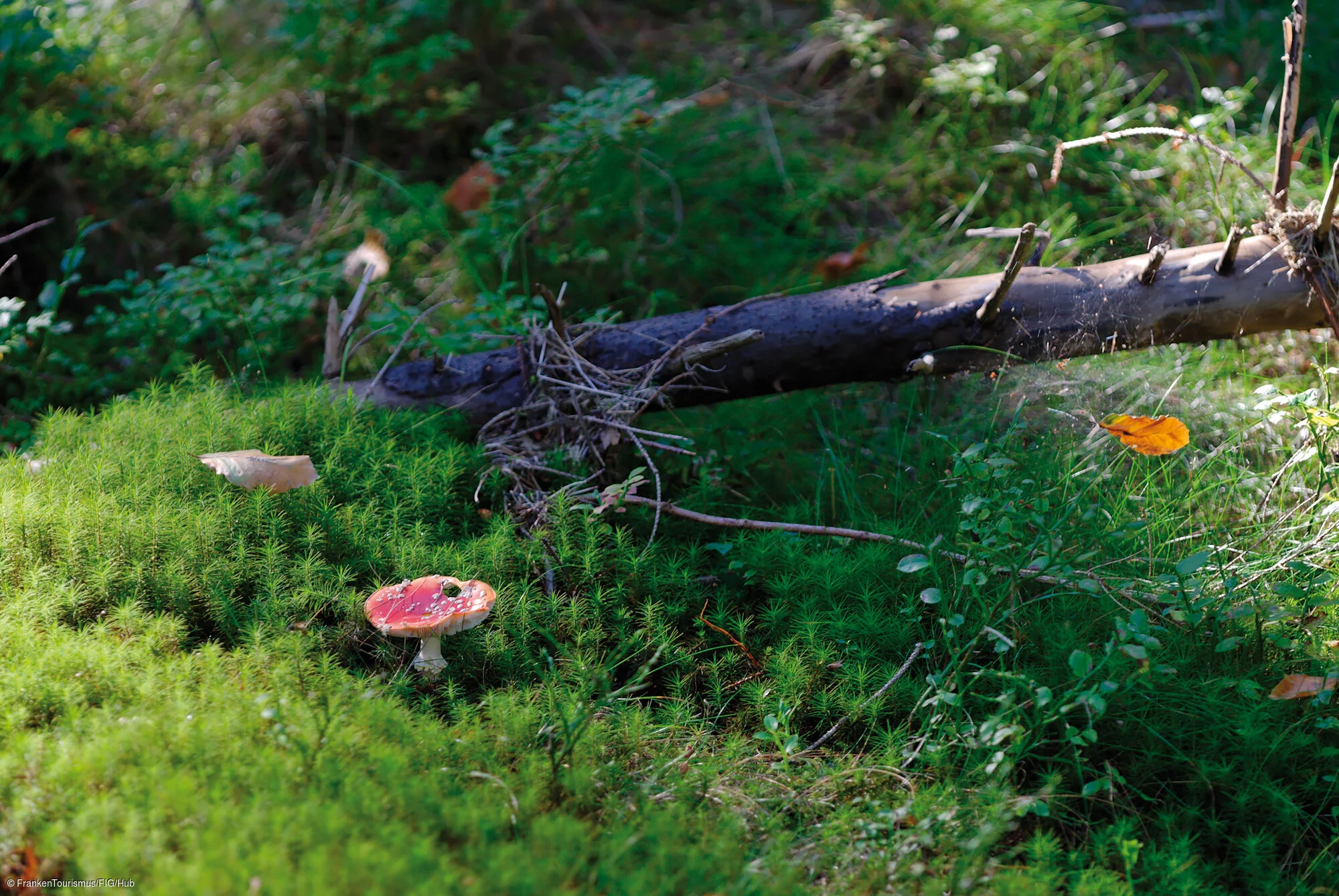 Waldboden im Fichtelgebirge