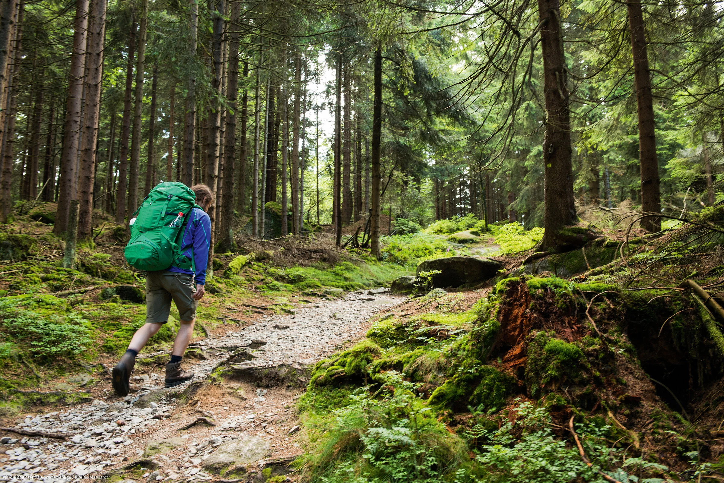 Wandern Wald