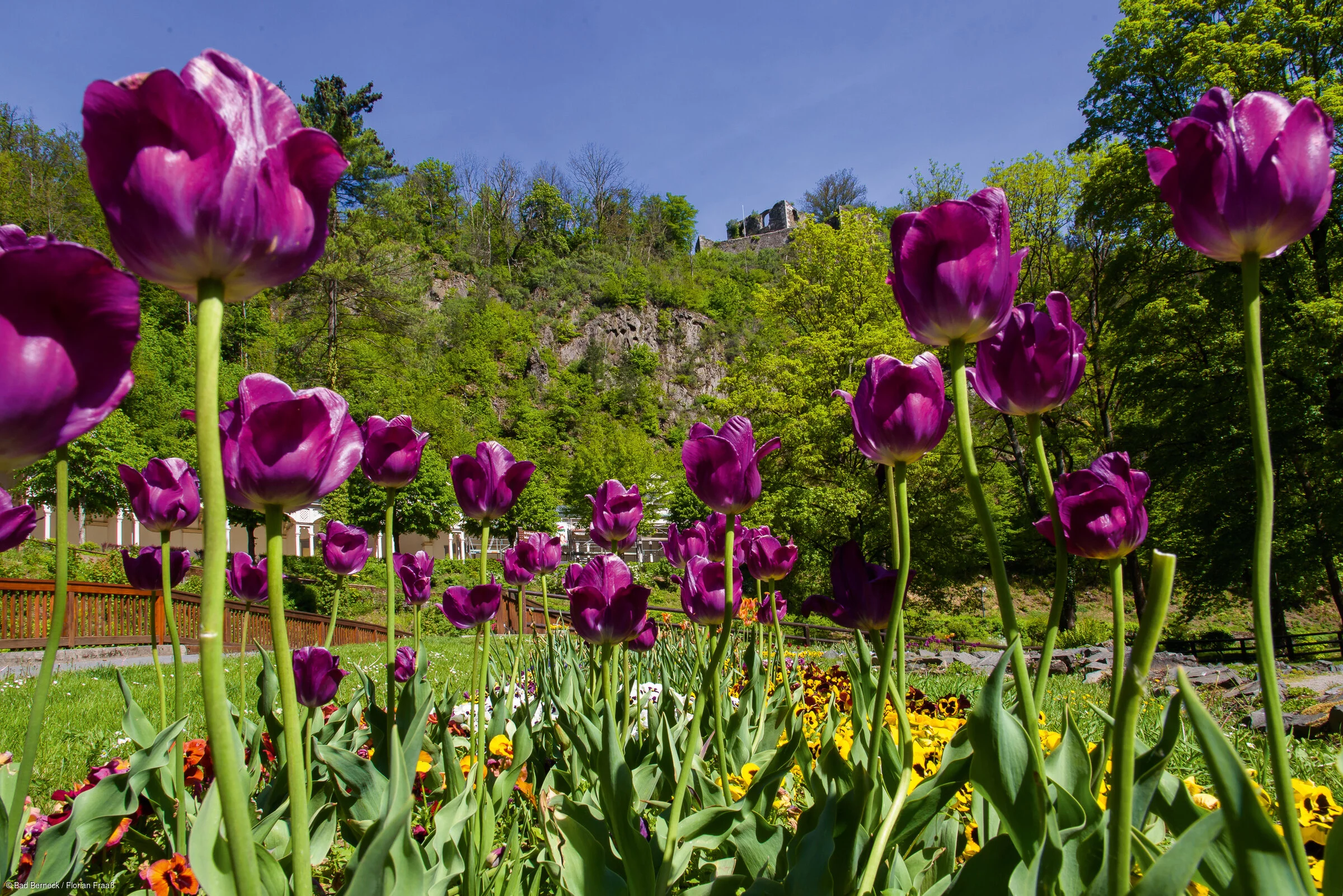 Blumenpracht im Kurpark