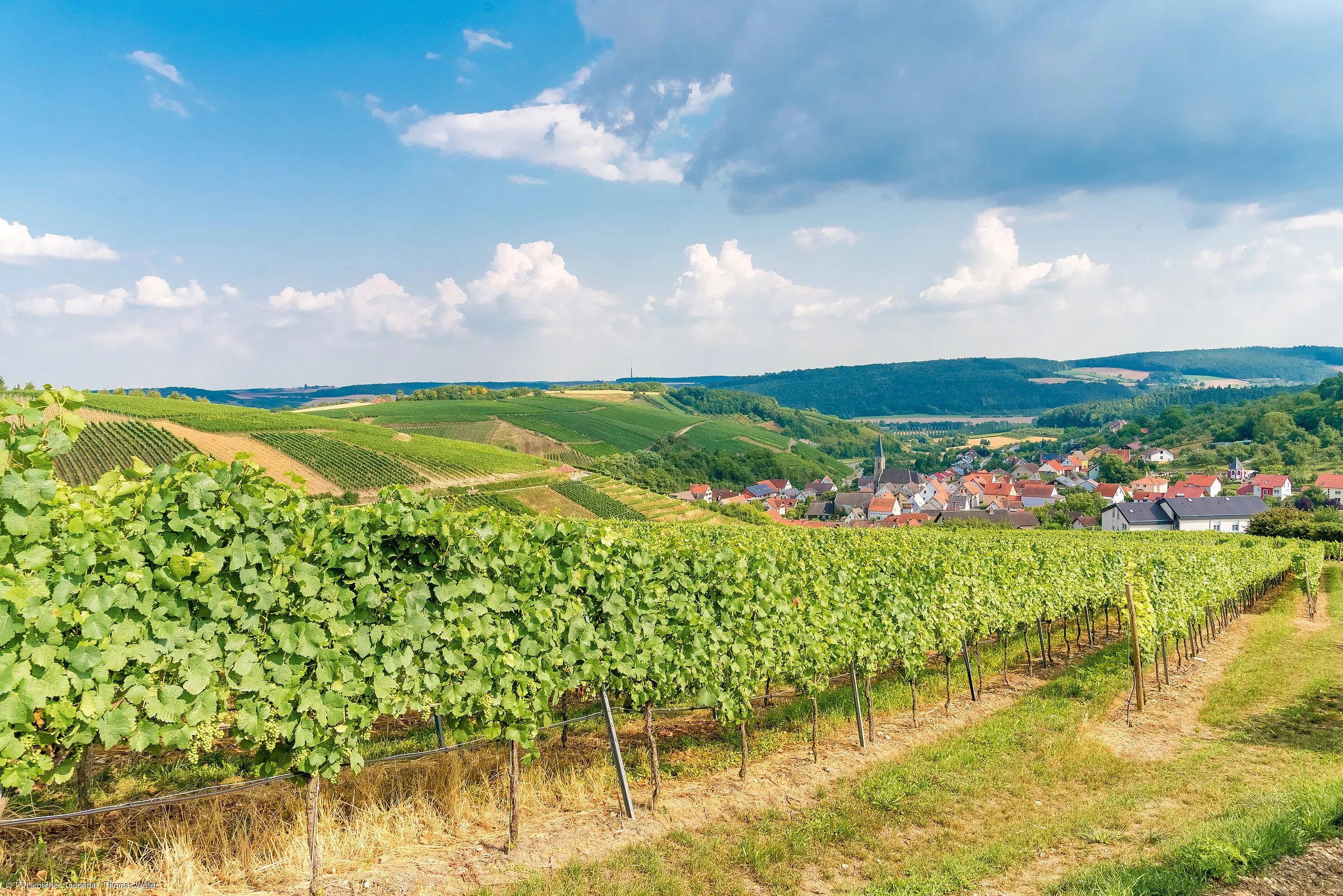 Weinberge Beckstein