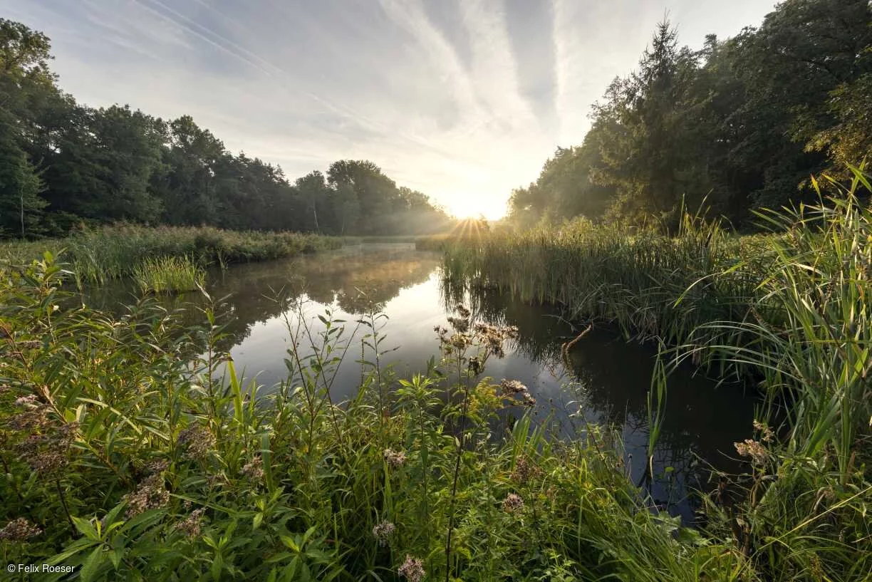 Über einem von Schilf und Bäumen umwachsenen Weiher geht gerade die Sonne unter