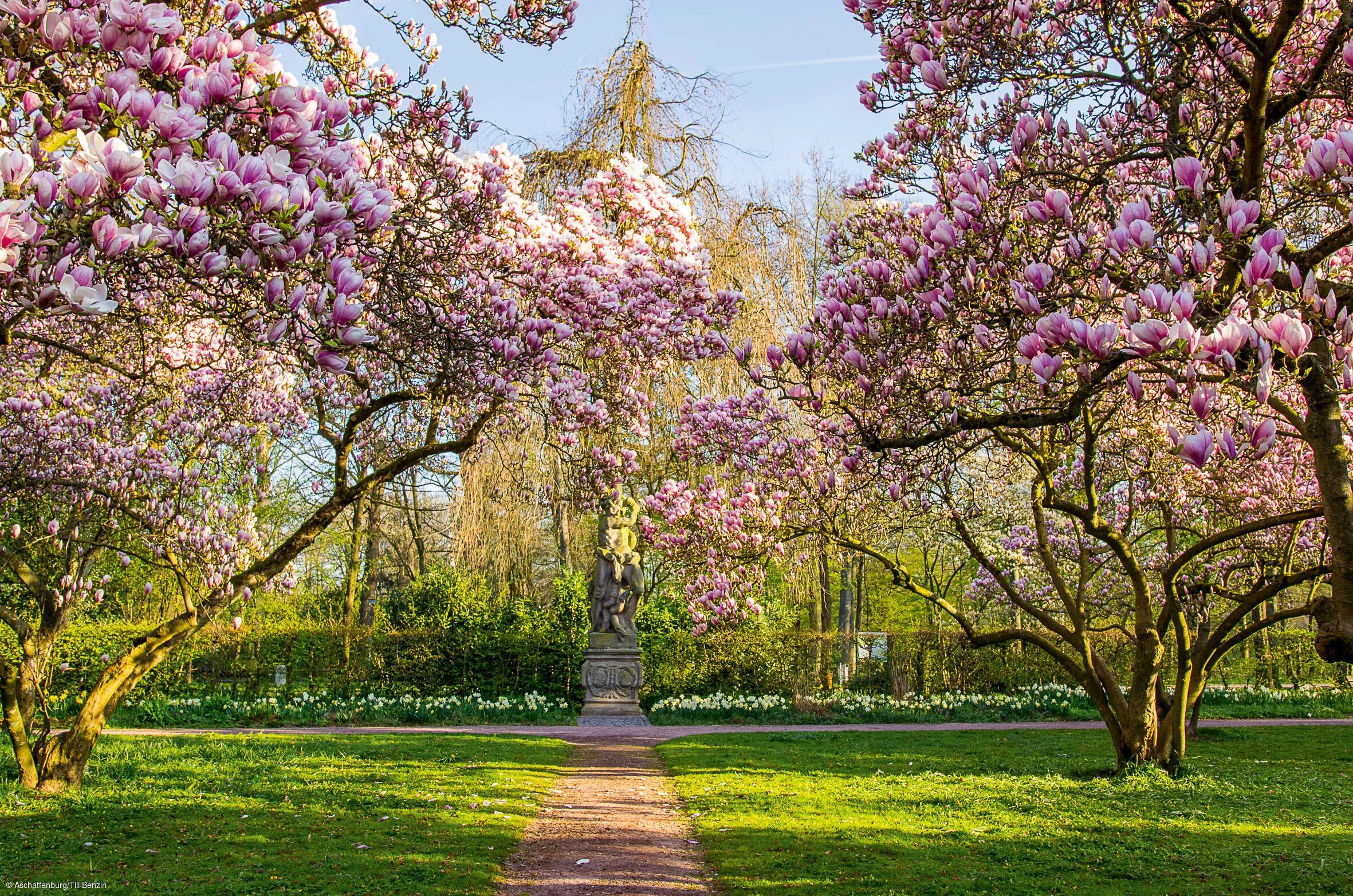 Rosa blühende Bäume auf einer grünen Wiese, dazwischen ist ein kleiner Weg